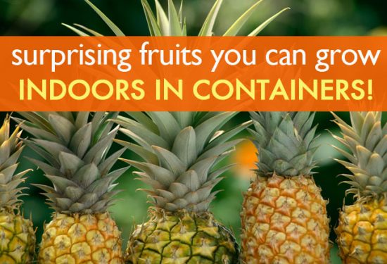 7 Delicious Fruits You Can Grow Indoors This Winter