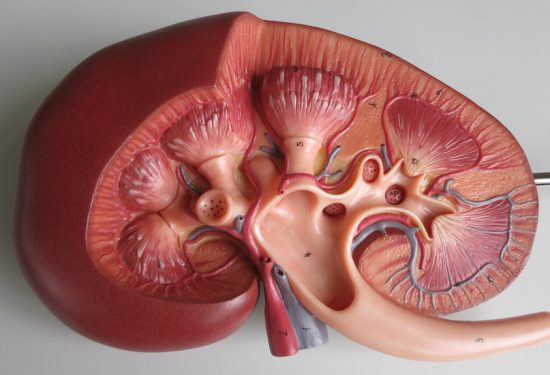 Silent Symptoms Your Kidneys Could Be in an Excessive Distress